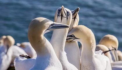 开云体育下载网址-足球电子竞技联赛启动线上选拔通道，足协举办电竞足球队选拔