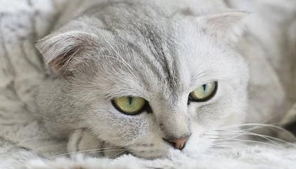 开云体育下载网址-足球电子竞技联赛启动线上选拔通道，足协举办电竞足球队选拔